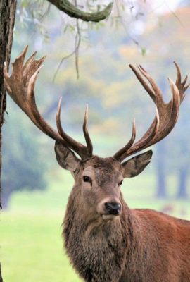  The Stag - Portret Naturalizmu i Tajemniczej Symboliki 